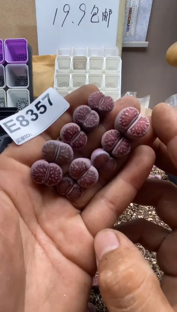 8357直播一物一拍