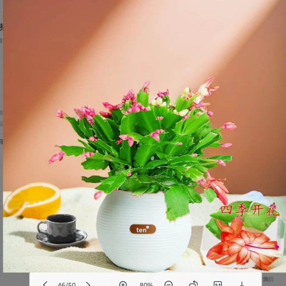 蟹爪兰重掰新品种花苞四季开花花卉绿植物