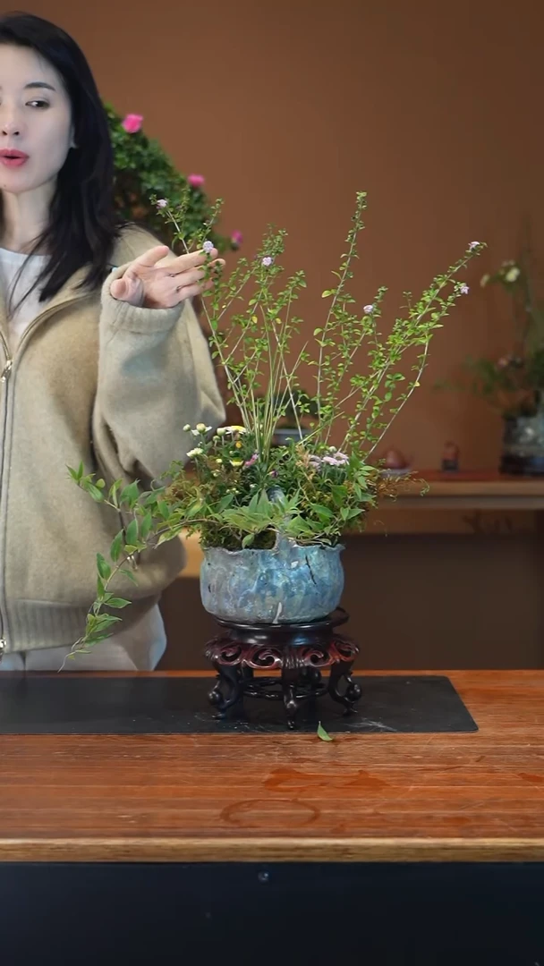 全部花朵山野草盆景盆景盆景