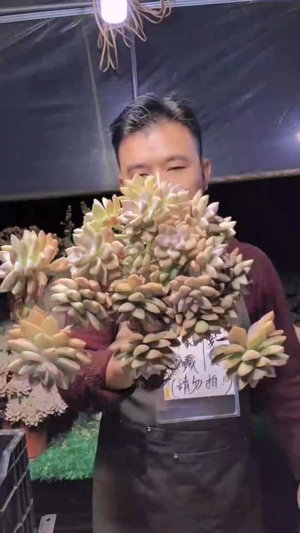 249淡雪缀化一物一拍