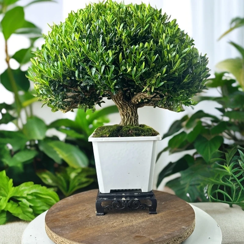 小叶雀舌黄杨盆景四季常青(含底座)