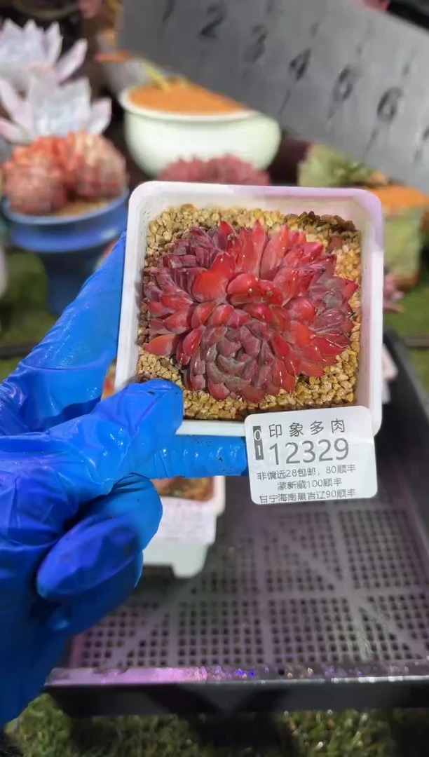 【闪购商品】12329