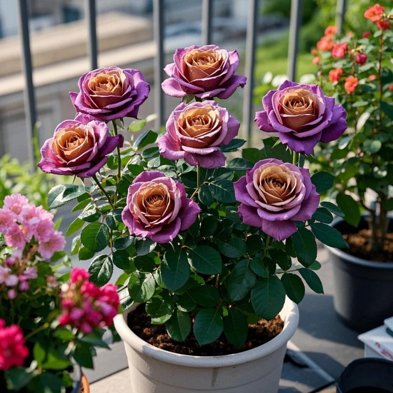 云南直发玫瑰老根老桩四季开花阳台盆栽月季花苗大花室内易活花卉