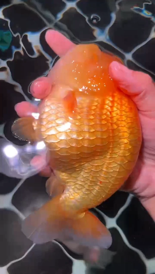 金鱼（运费自理，马印灯照射）福州追鱼兰寿金鱼