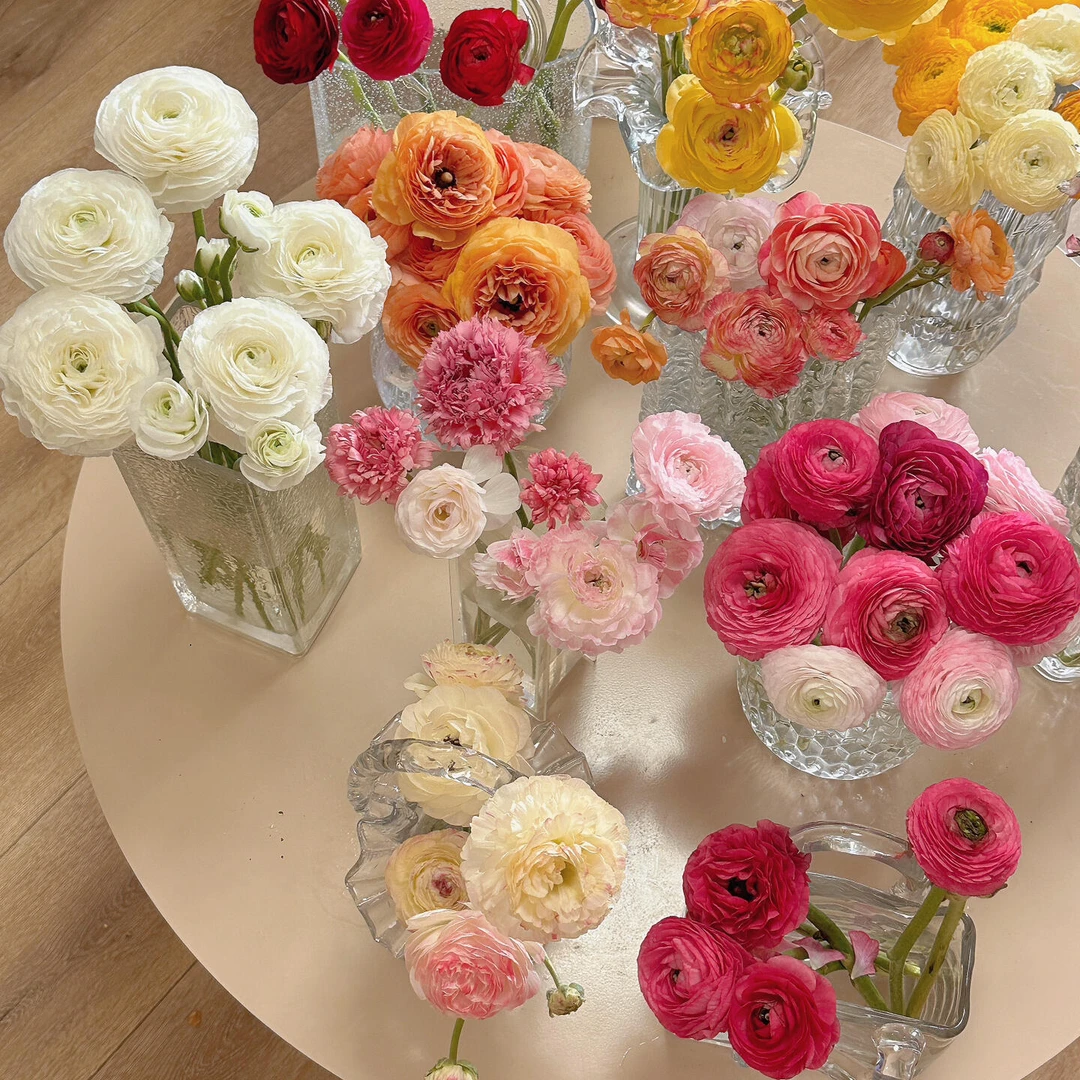 洋牡丹  收到花需要醒花 0°以下要拍保温棉 云南直发