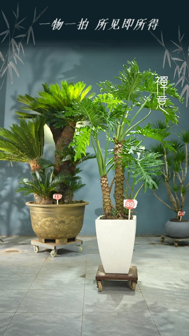 无花朵村*45645645