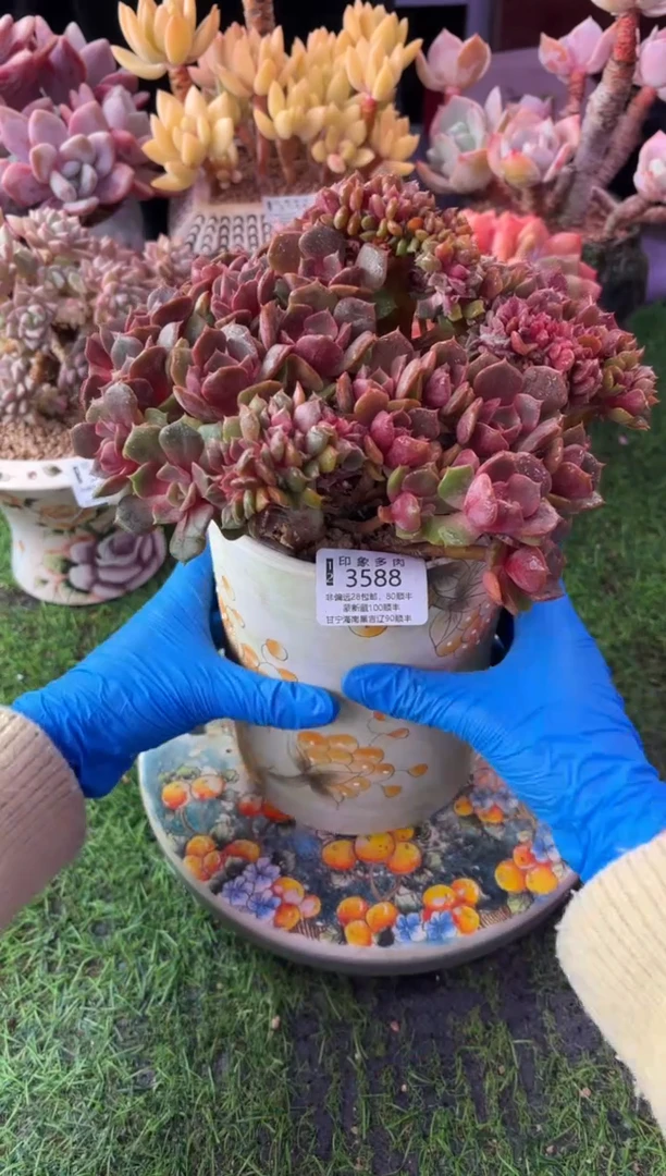 昆明印象多肉3588