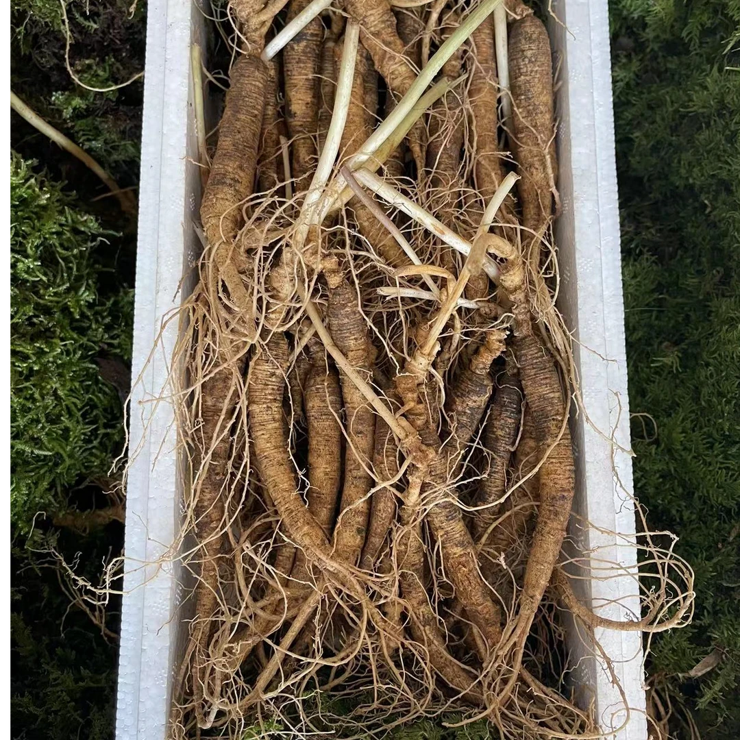 林下参半斤1盒 泡酒煲汤（顺丰包邮）