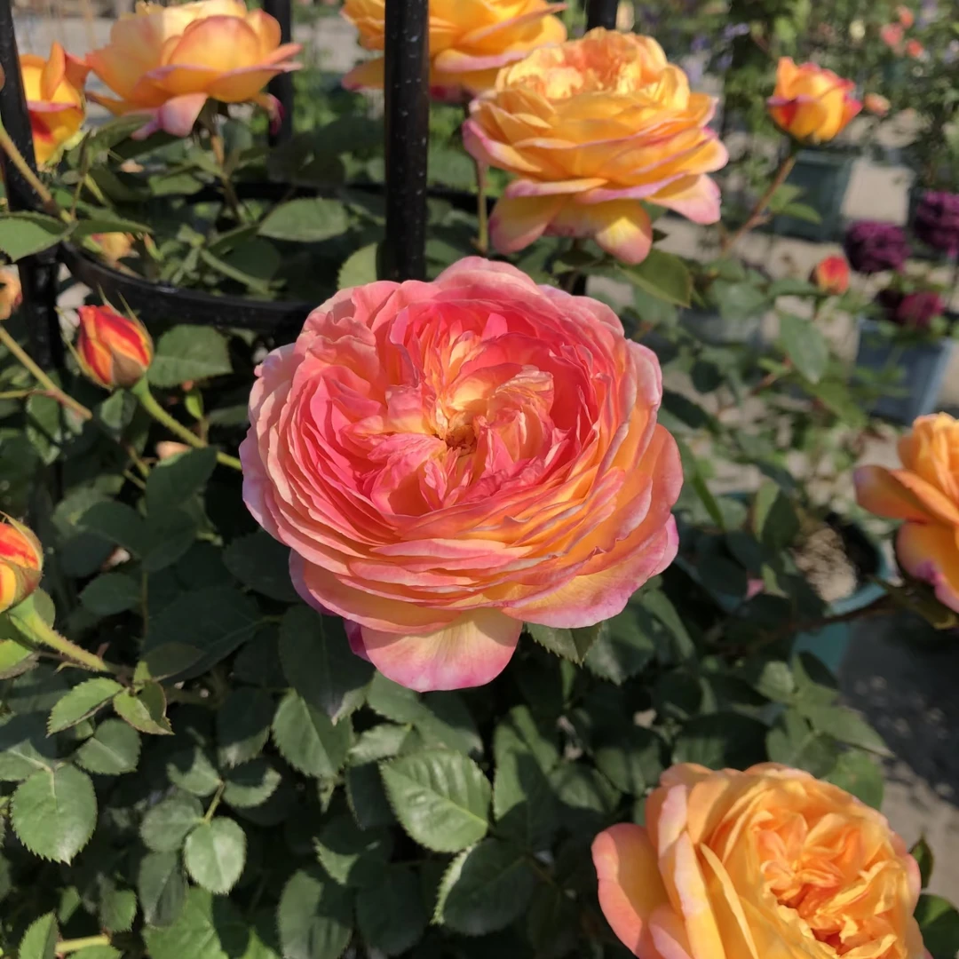 【罗曼尼詹森】月季花苗爬藤月季盆栽植物藤本蔷薇苗庭院298