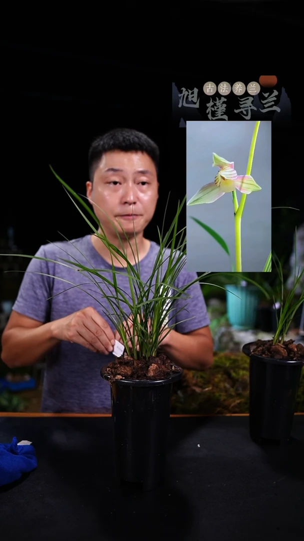 当前无花栽培后可以开花山**人莲瓣兰-云龙彩素（9苗连体）种好发货