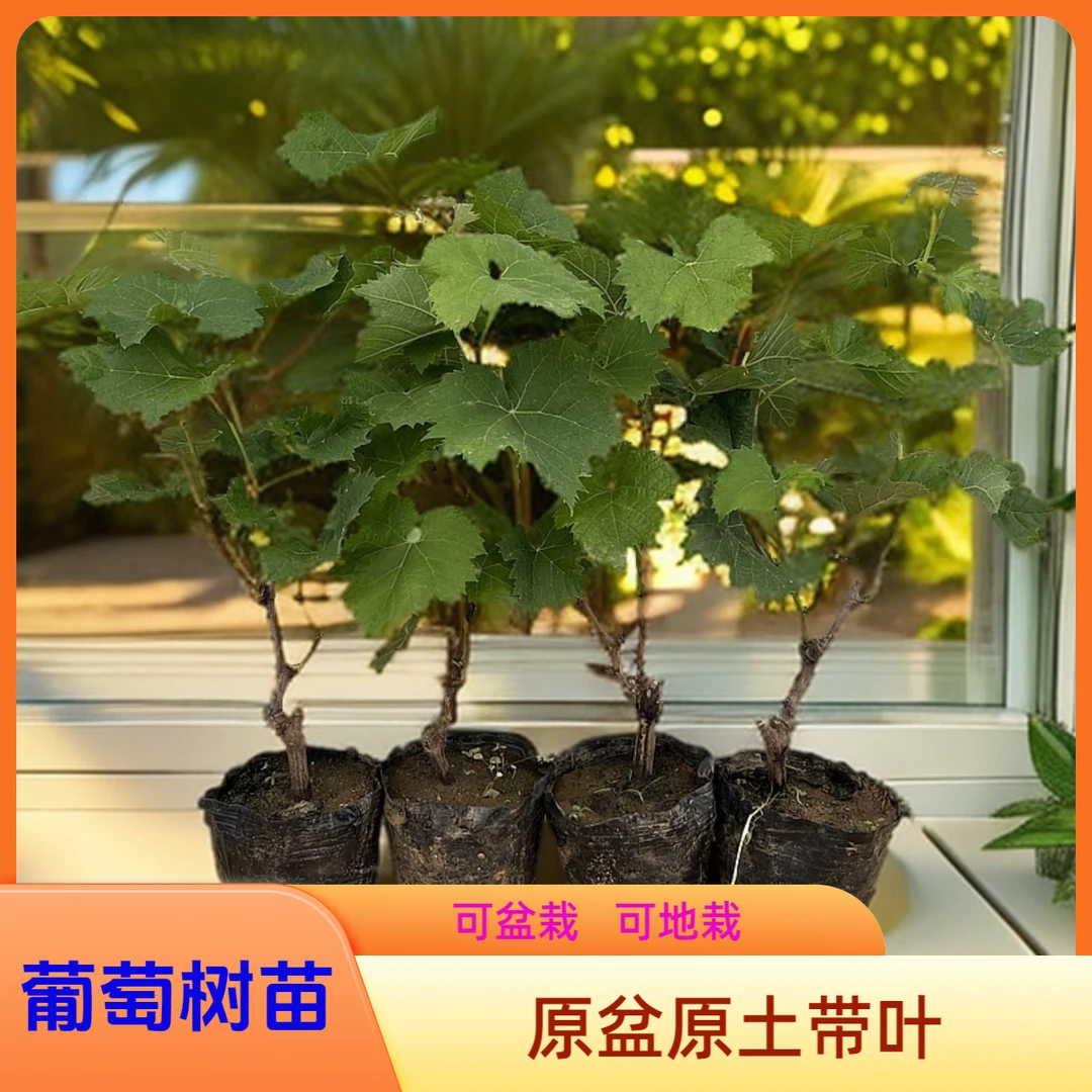 巨峰葡萄树苗盆地栽阳光玫瑰蓝宝石寒香蜜葡萄苗原盆原土带叶发货