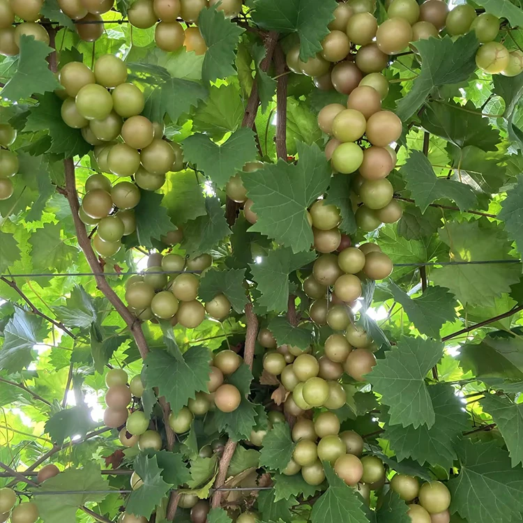 【圆叶葡萄苗p10合集】至尊格威尔伊森家庭庭院花园盆栽果树苗