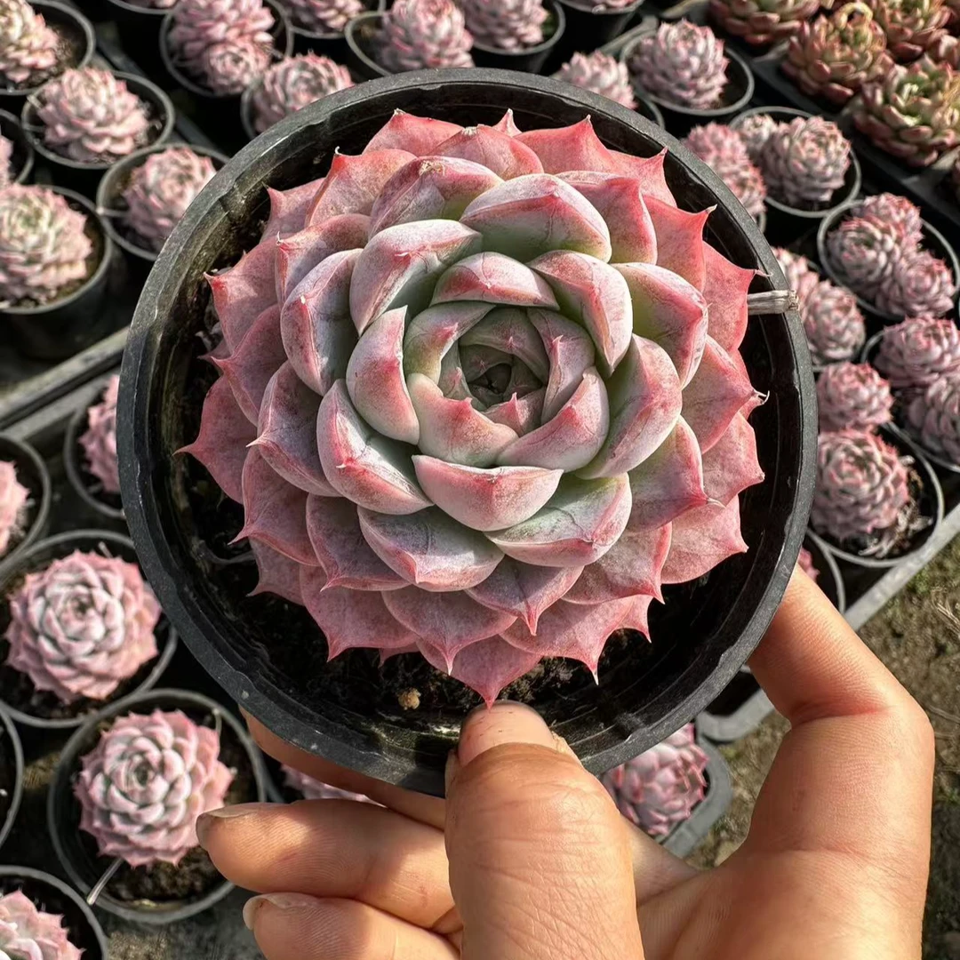 9#蜜桃水 多肉植物 前男友精品多肉SM154