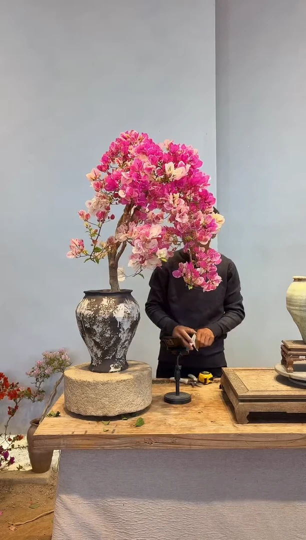 以实际为准三角梅10