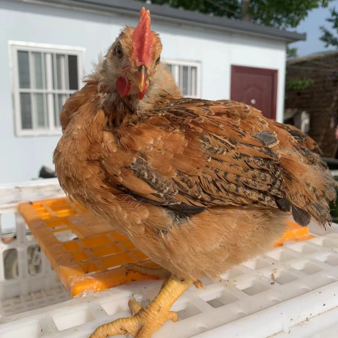 九斤红鸡宠物鸡八两发货顺丰包邮（6只）y