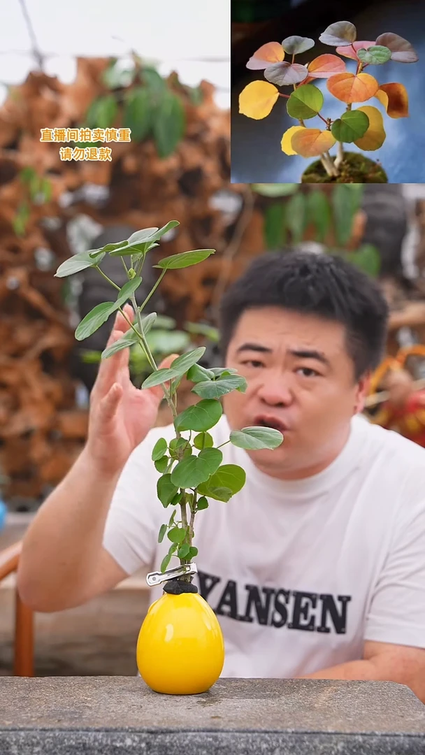 当前无花栽培后可以开花日本滨朴黄色瓷器瓶116T