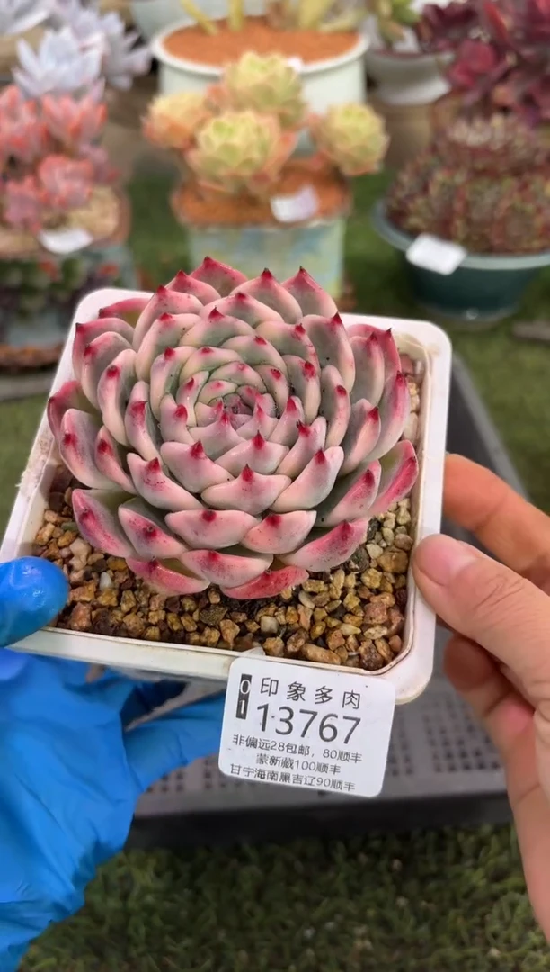 【闪购商品】13767