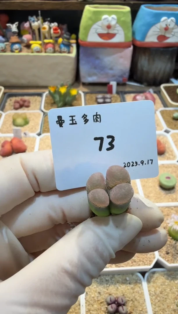 梅**三25.9.17-73多肉