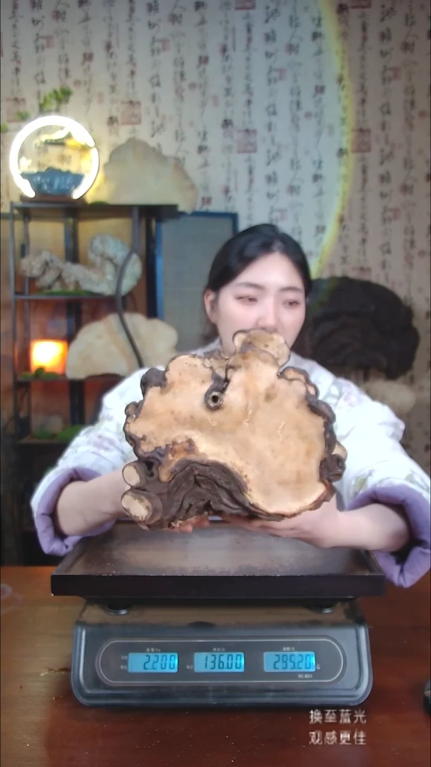 红缘拟层孔菌中国大陆【藏区野生】红缘树舌（2.78斤）20-30年份
