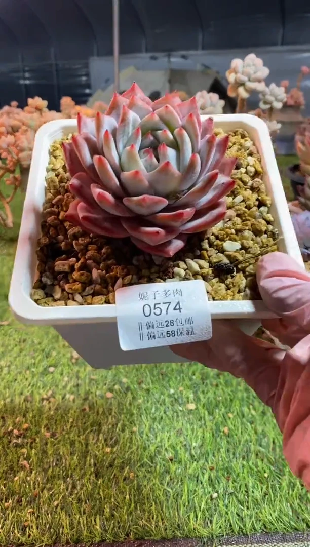 【闪购商品】0574s