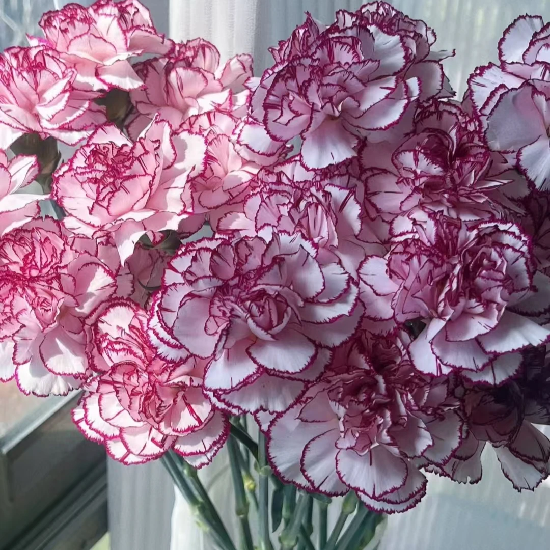 紫精灵康乃馨特大号紫边切花云南基地直发鲜花礼物母亲节家用鲜花