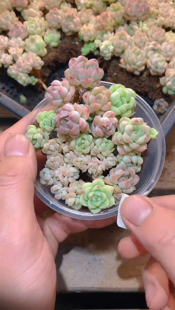 338超级P糖