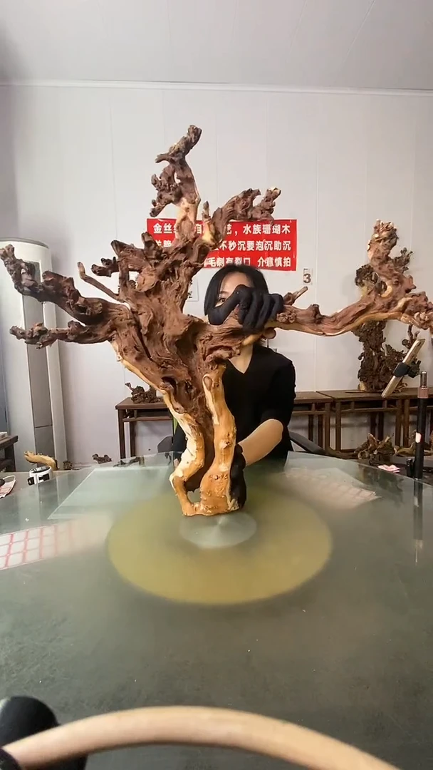 木往*哥金丝红木 羊蹄甲