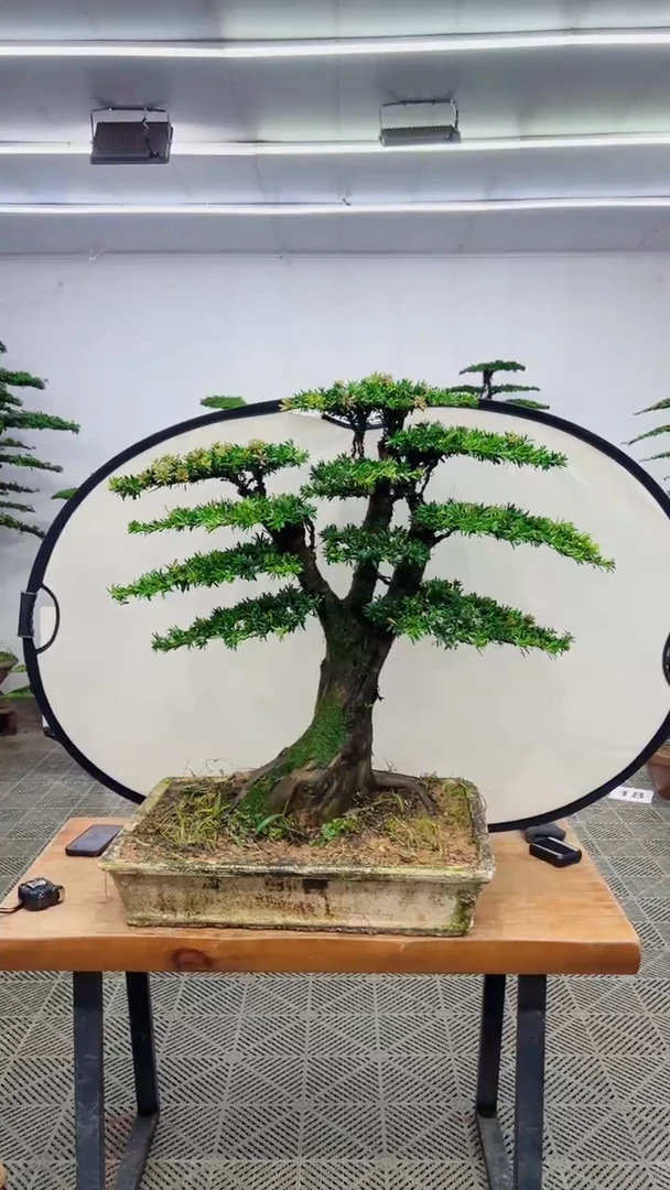 无花朵一物一拍一物一拍