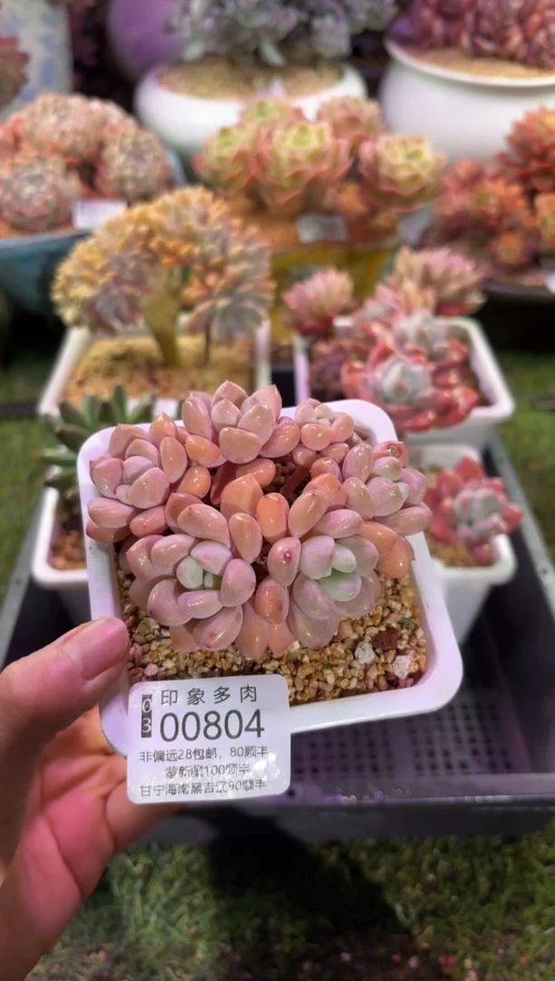 【闪购商品】00804