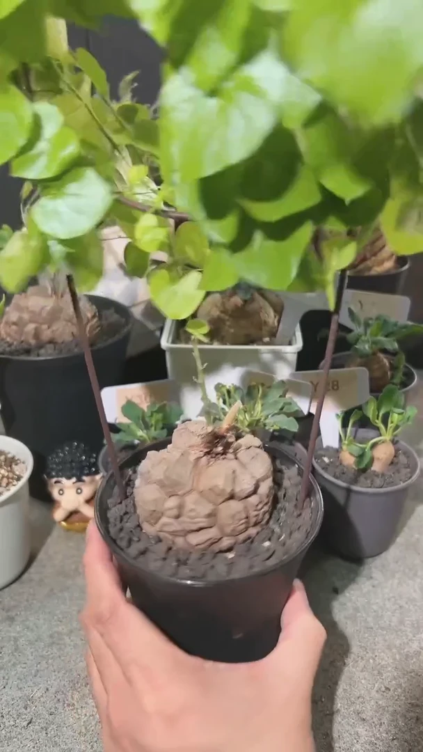 【闪购商品】南非龟甲龙1.22.15