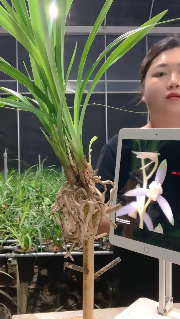 当前无花朵，栽培后可花朵青山玉泉