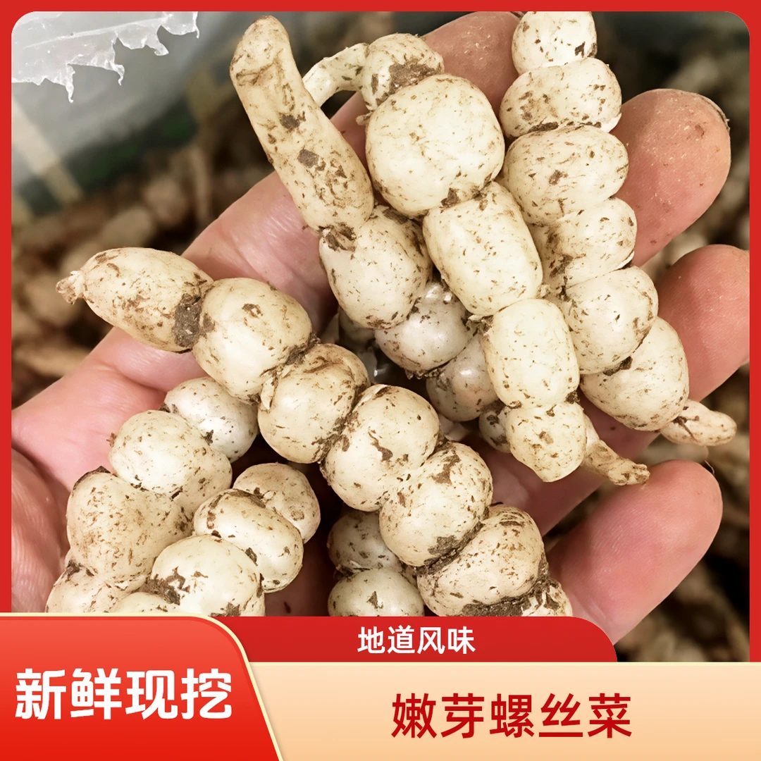 宁夏新鲜现挖螺丝菜地环宝塔菜可腌制泡菜