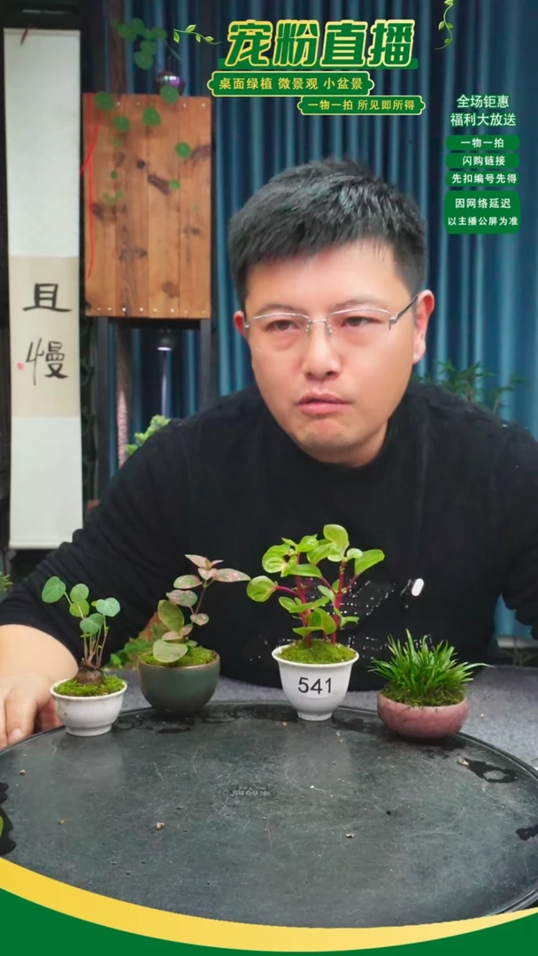 无花朵陶*瑾苔藓微景观541号