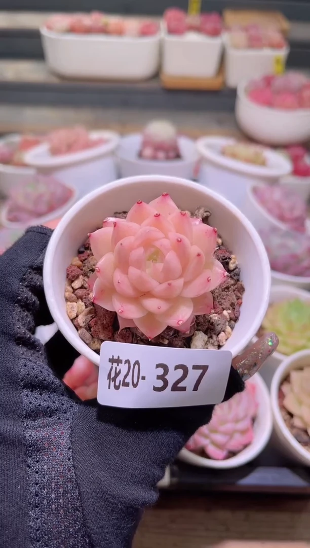 【闪购商品】20-327麦秆