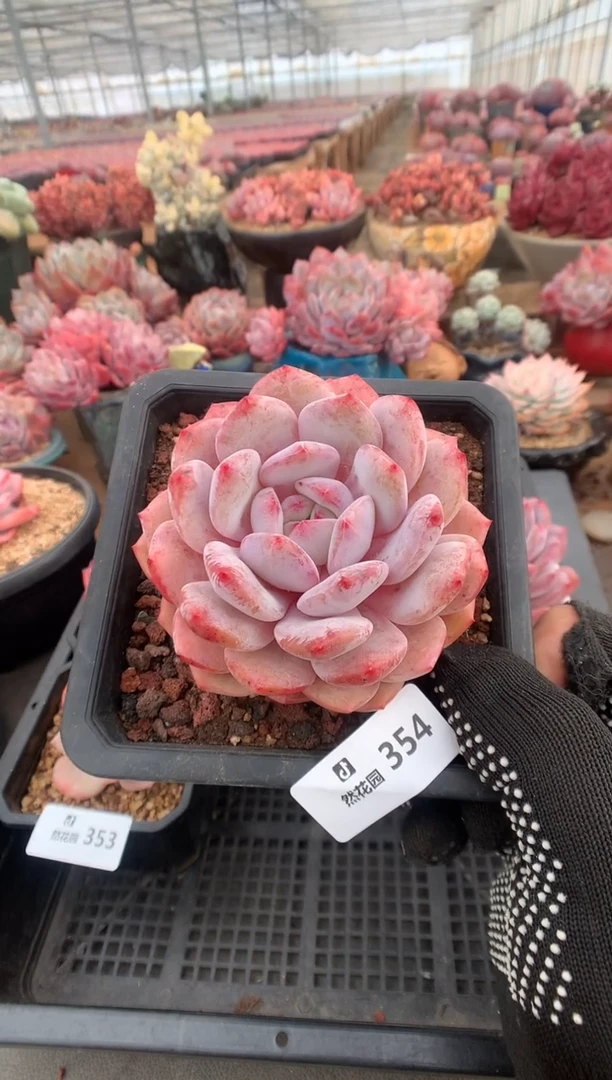 354星橙多肉植物一物一拍