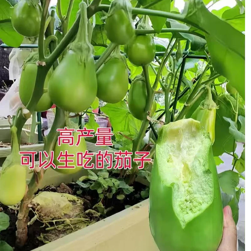高产绿罐茄子种青优罐茄青皮茄子绿皮茄子