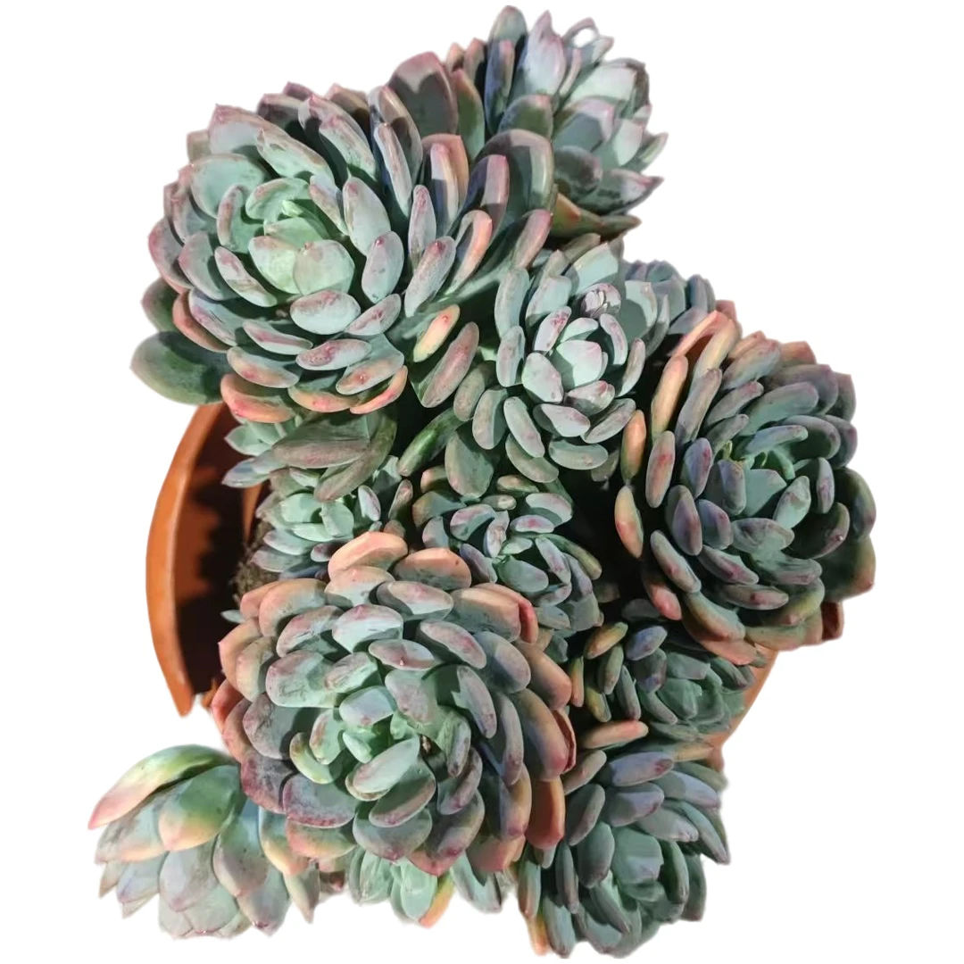 精品多肉 灰姑娘 好看好养