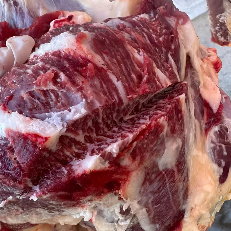 【狗蛋小潘】现宰贵州农家散养小黄牛肉（直播间现切现称）