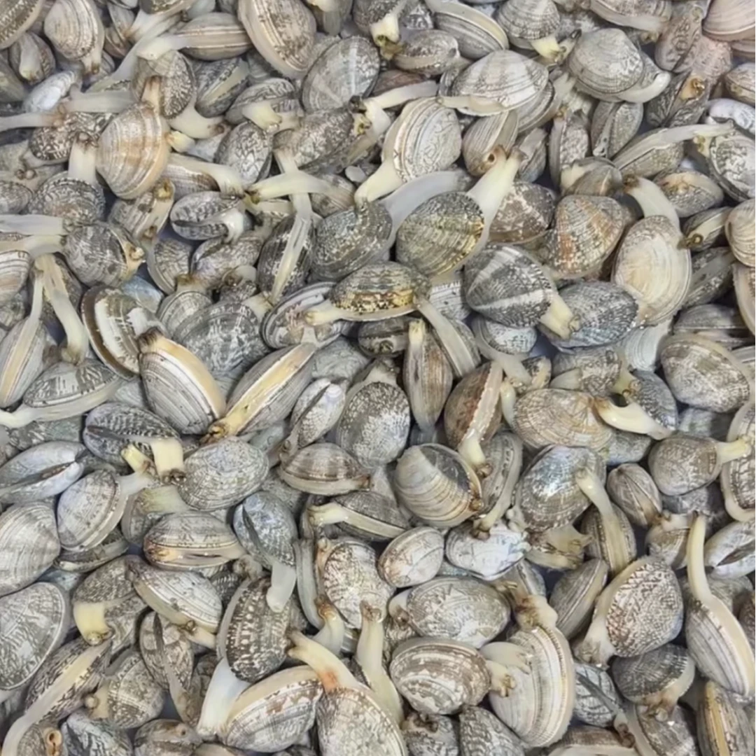 福利精品大花蛤2斤