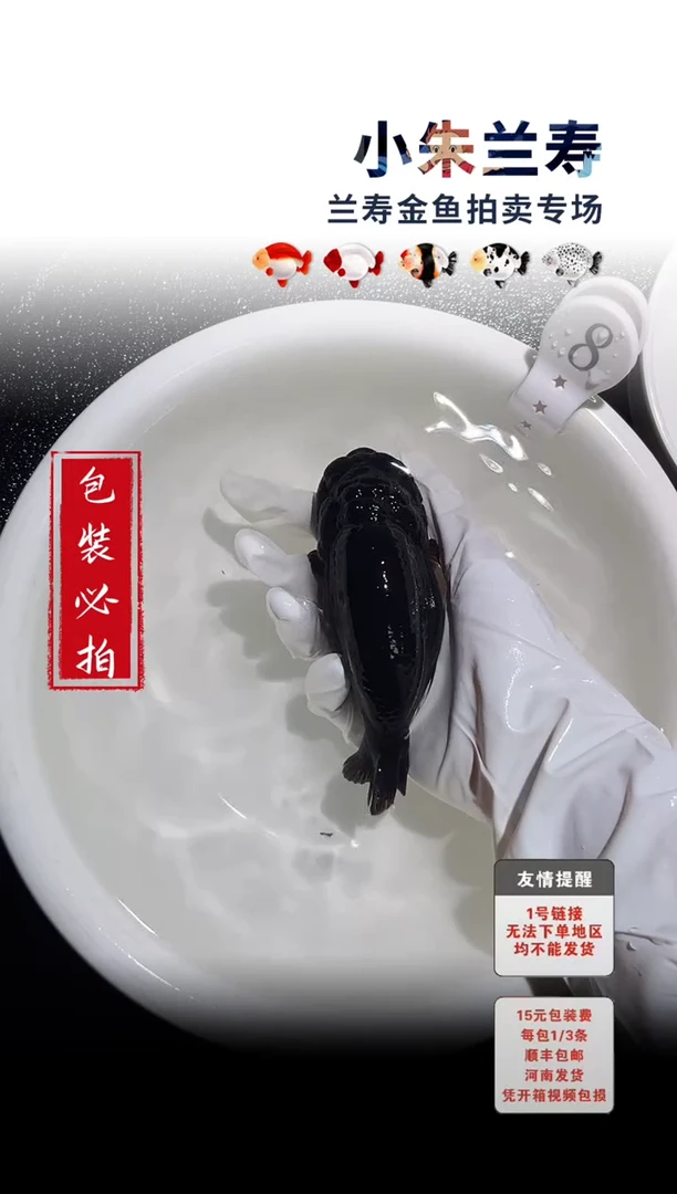 金鱼包装必拍未拍顺丰到付8号