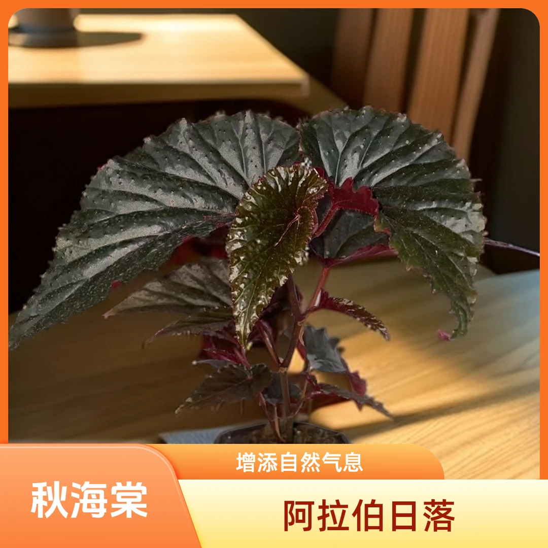 阿拉伯日落 秋海棠 一颗包邮无售后 完美主义者勿拍