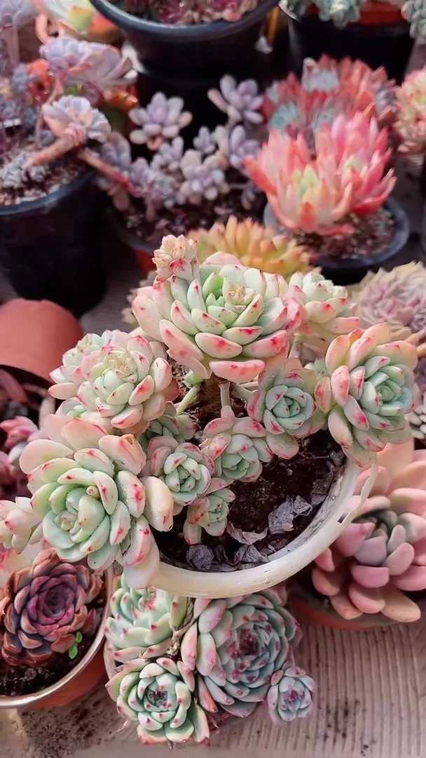 【闪购商品】17310