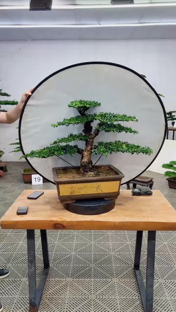无花朵造型盆景一物一拍
