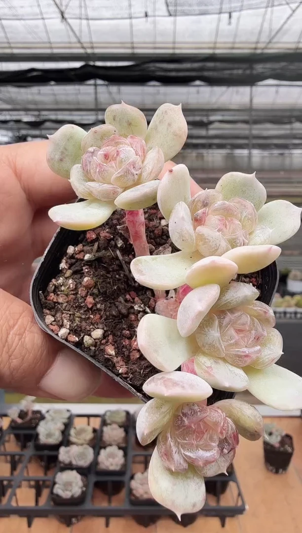 东云多肉园新款-101