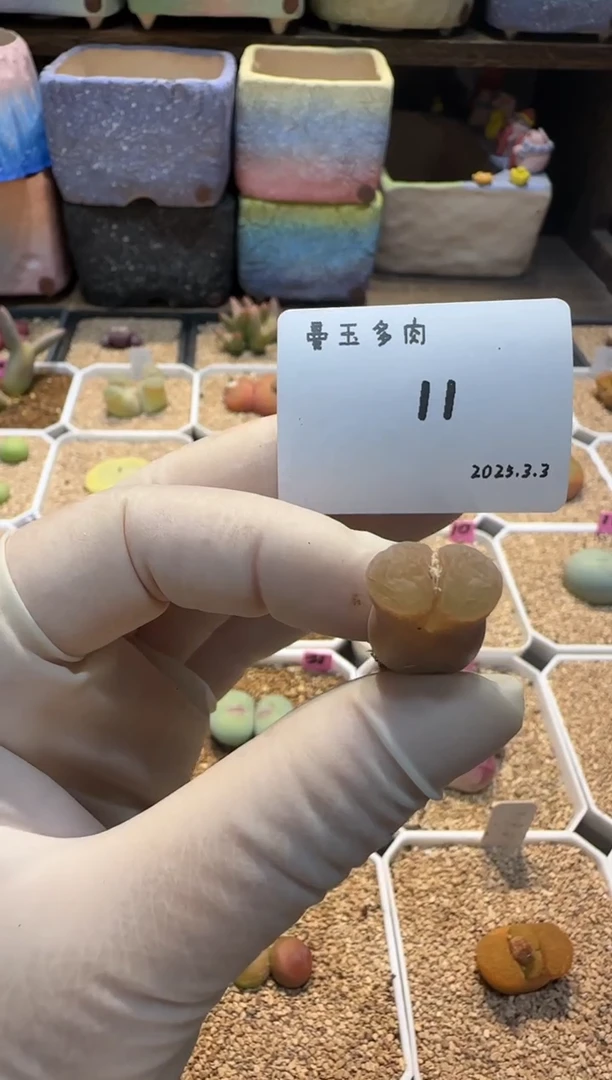 【闪购商品】25.3.3-11Vagus