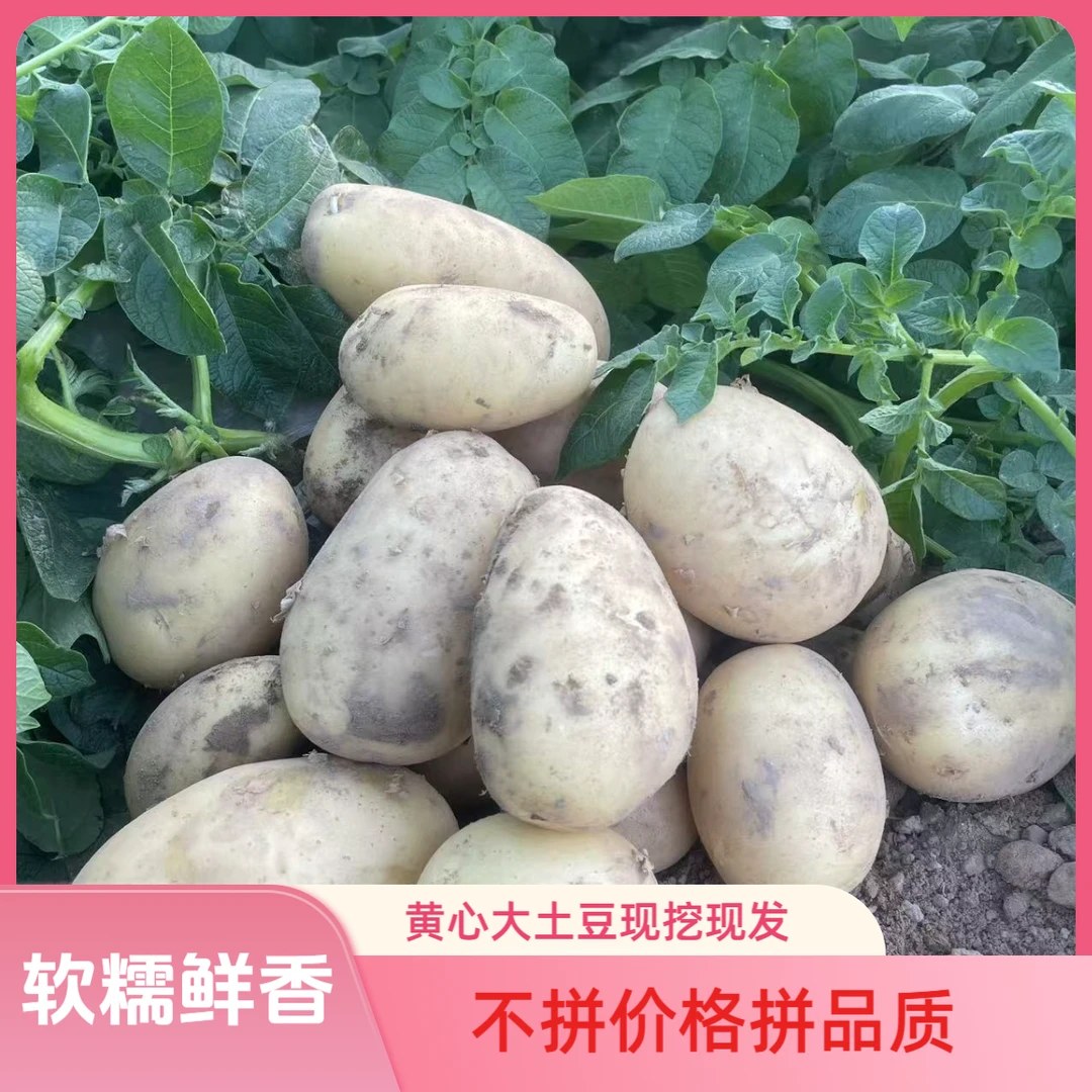 苏北农家黄皮黄心土豆新鲜粉糯农家种植洋芋马铃薯