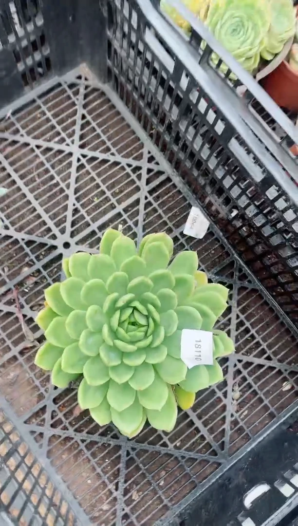 多*多肉植物一物一拍18110