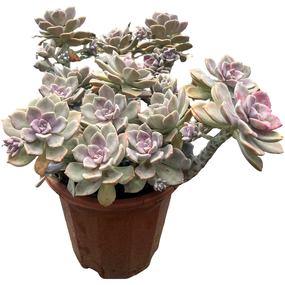 精品多肉玫瑰紫乐好看好养