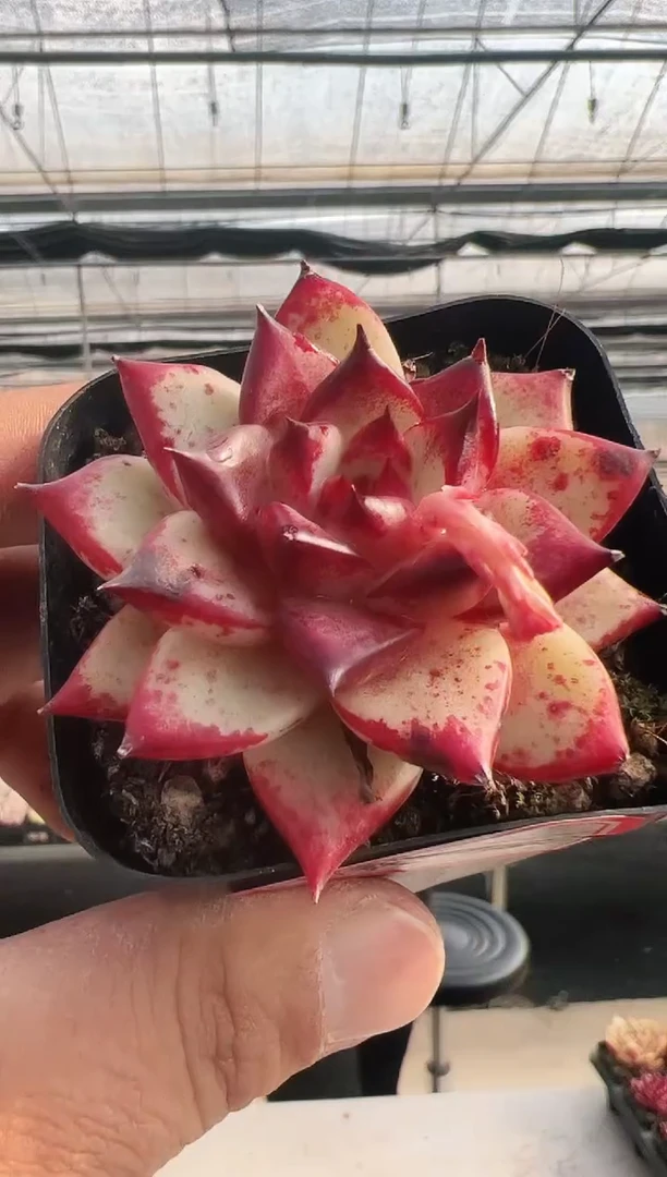 【闪购商品】新款多肉-302