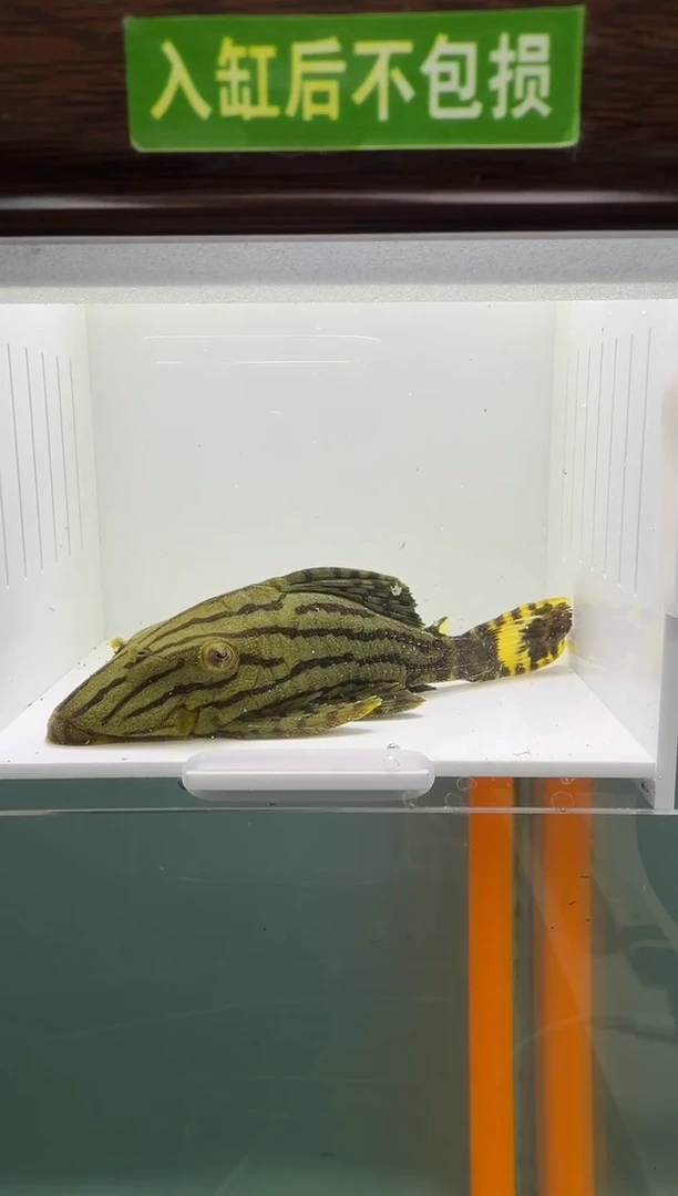 清道夫鱼163号191入缸不包损录制完整开箱视频11.5厘米